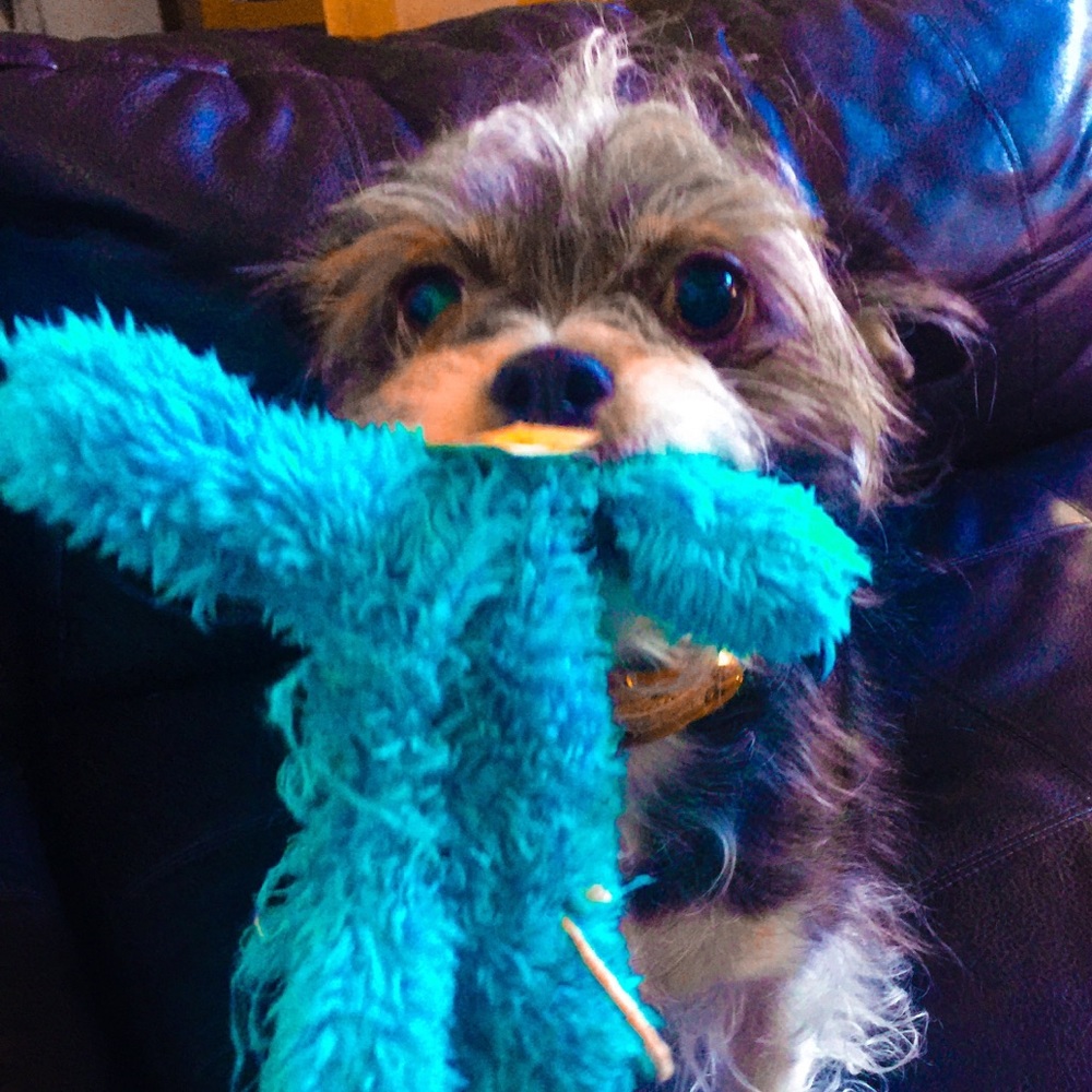 Meet your Posher, Julie